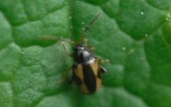 Phyllotreta ochripes