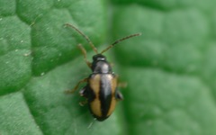 Phyllotreta ochripes