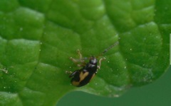 Phyllotreta ochripes