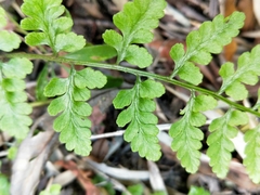 Athyrium anisopterum