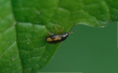 Phyllotreta ochripes