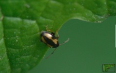 Phyllotreta ochripes