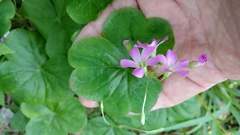 Ionoxalis