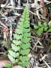 Athyrium anisopterum