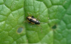 Phyllotreta ochripes