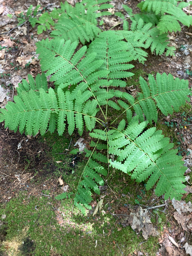 interrupted fern