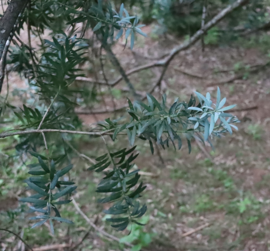 Podocarpus elongatus; photograph (c) Tony Rebelo, some rights reserved (CC BY-SA)