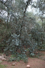 Podocarpus elongatus, photograph (c) Tony Rebelo, some rights reserved (CC BY-SA)