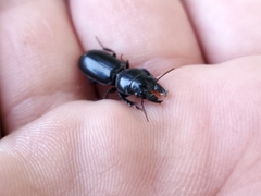Scarites subterraneus