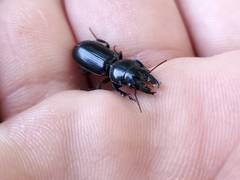 Scarites subterraneus