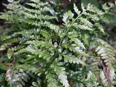 Asplenium lamprophyllum