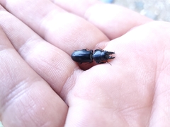 Scarites subterraneus