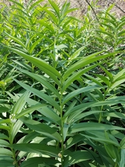 Maianthemum stellatum