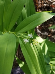 Maianthemum stellatum