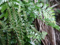 Asplenium lamprophyllum