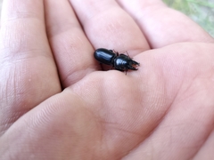 Scarites subterraneus