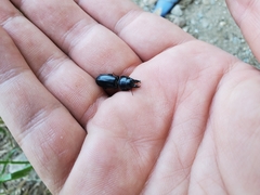 Scarites subterraneus