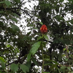 Costus montanus