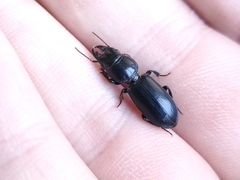 Scarites subterraneus