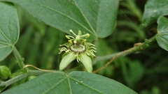 Passiflora suberosa