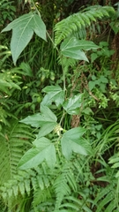 Passiflora suberosa