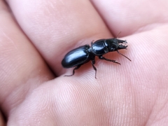 Scarites subterraneus