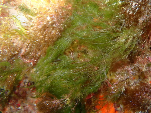 Bryopsis plumosa observed 2026-08-16