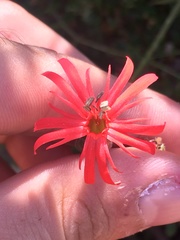 Silene laciniata laciniata
