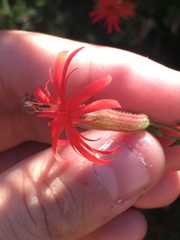 Silene laciniata laciniata