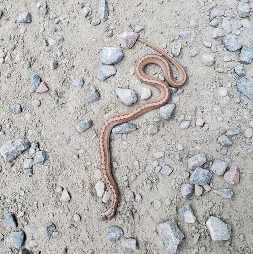 DeKay's Brownsnake