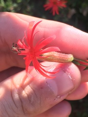 Silene laciniata laciniata