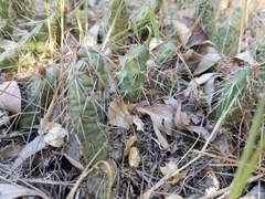 Opuntia fragilis