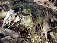 Opuntia fragilis