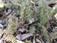 Opuntia fragilis