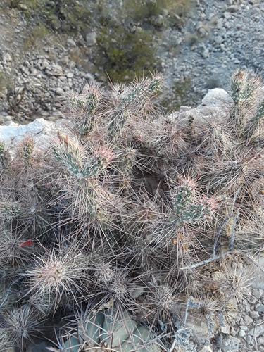 Image of Grusonia grahamii by no rights reserved