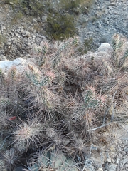 Grusonia grahamii