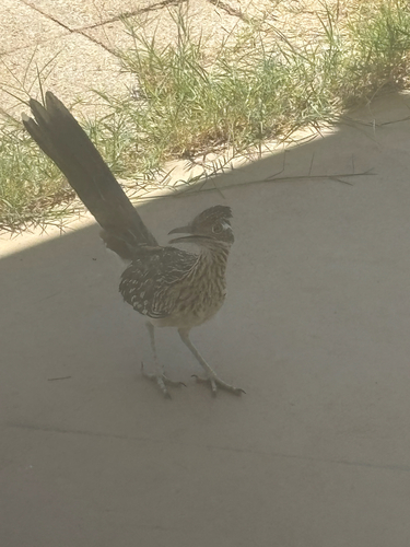 Greater Roadrunner