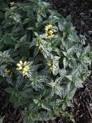 Lamium galeobdolon flavidum