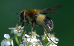 Leucozona lucorum