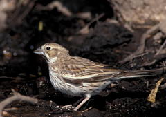Lark Bunting photo 5