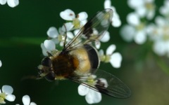 Leucozona lucorum