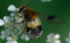 Leucozona lucorum
