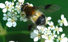 Leucozona lucorum