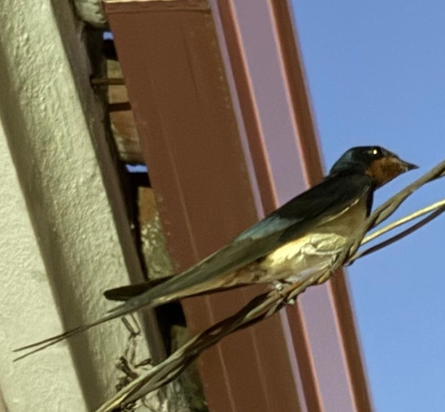 Barn Swallow