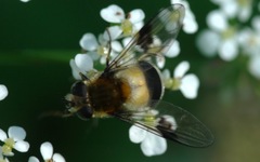 Leucozona lucorum