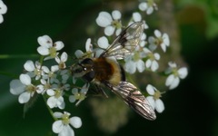Leucozona lucorum