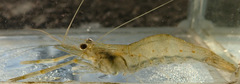 Macrobrachium nipponense
