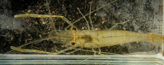 Macrobrachium nipponense