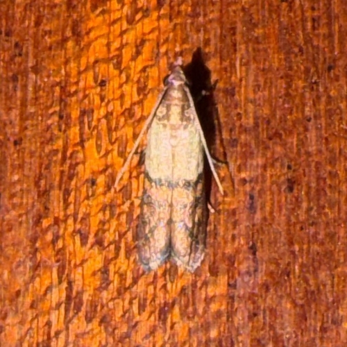 Indian-Meal Moth