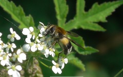 Leucozona lucorum